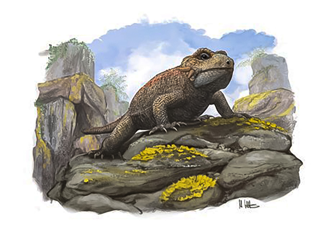 Threordatoth chasmatos is the latest in a long line of species to be discovered at Cromhall Quarry