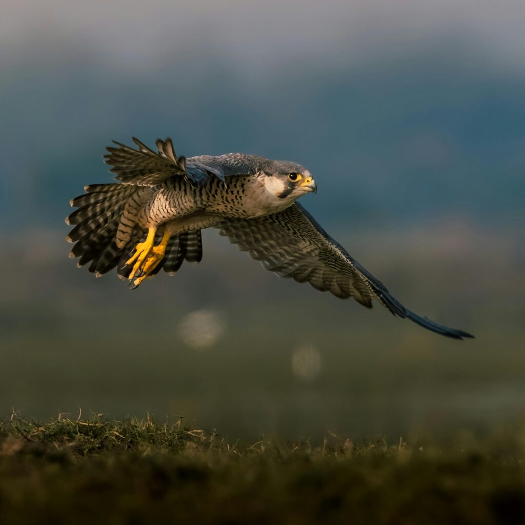 A sharp, detailed photograph of a Peregrine Falcon in flight. The falcon is facing left, its grey-and-white barred plumage and distinctive dark head markings are clearly visible against a blurred background.