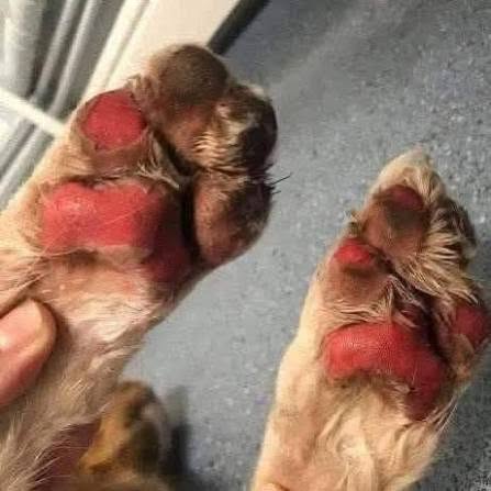 Dog Notice